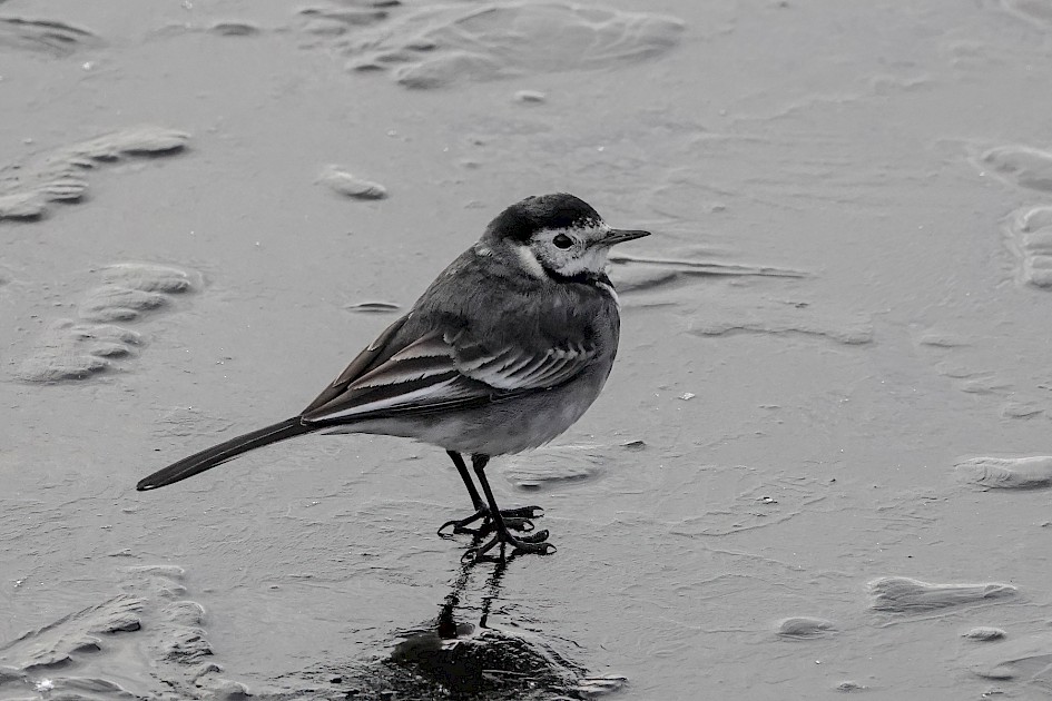 Pied Wagtail, 1/500 sec. f/5.6, ISO 1250, 220 mm