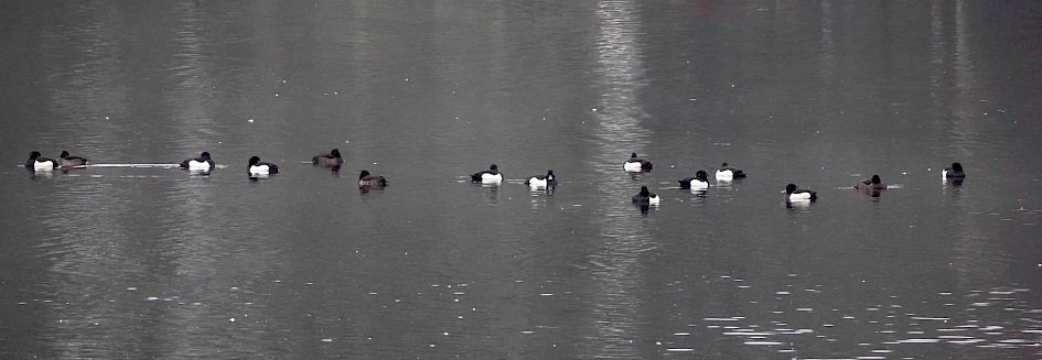Tufted Ducks, 1/500 sec. f/5.6, ISO 2500, 220 mm