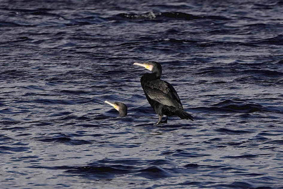 Cormorants, 1/500 sec. f/5.6 , ISO 160, 220 mm