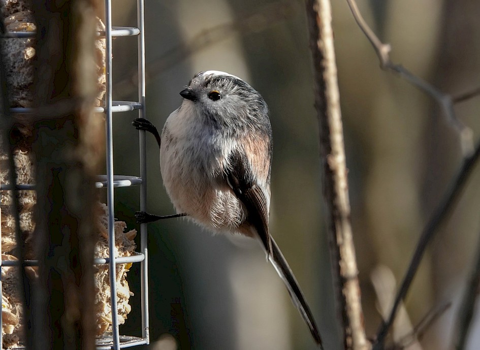 Long-tailed Tit, 1/500 sec. f/5.6 , ISO 800, 220 mm