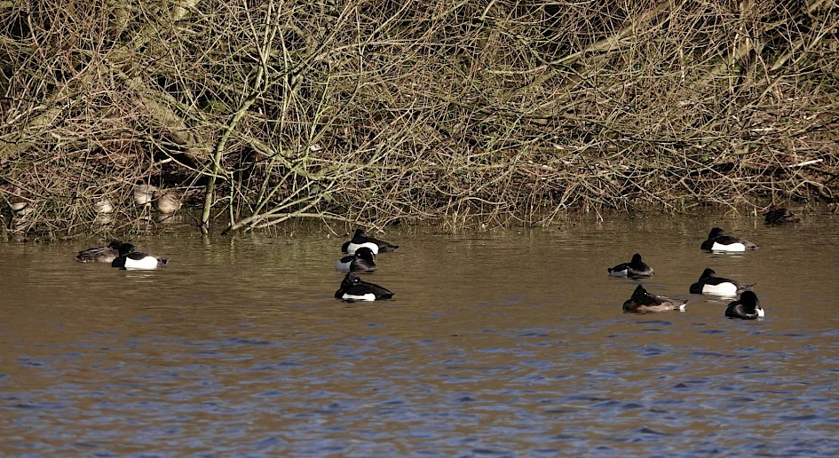Tufted Ducks, 1/500 sec. f/5.6 , ISO 100, 220 mm