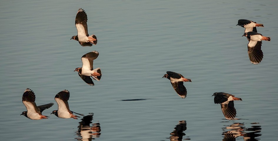 Lapwings, 1/500 sec. f/5.6 , ISO 100, 220 mm