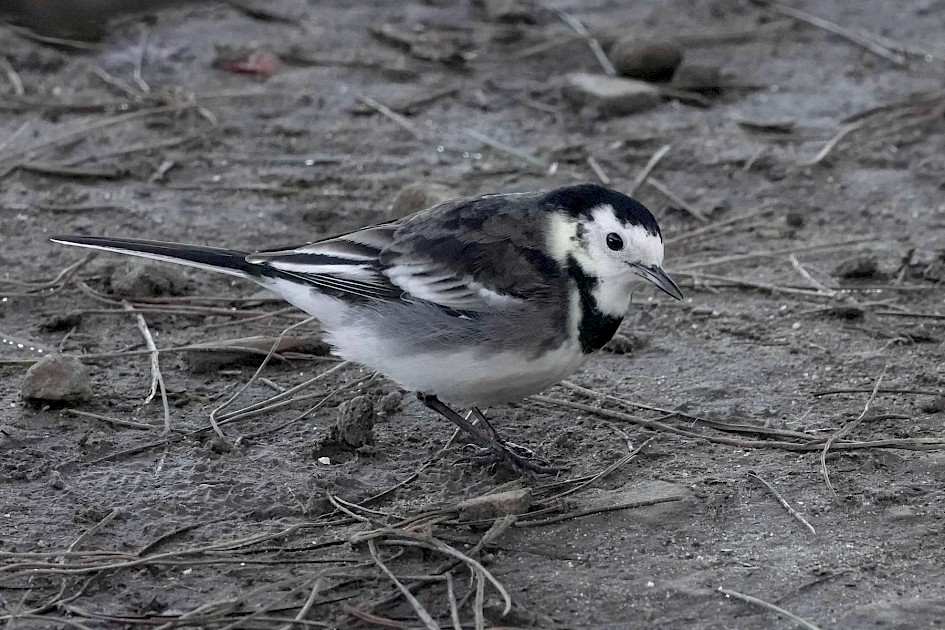 Pied Wagtail, 1/500 sec. f/5.6 , ISO 3200, 220 mm