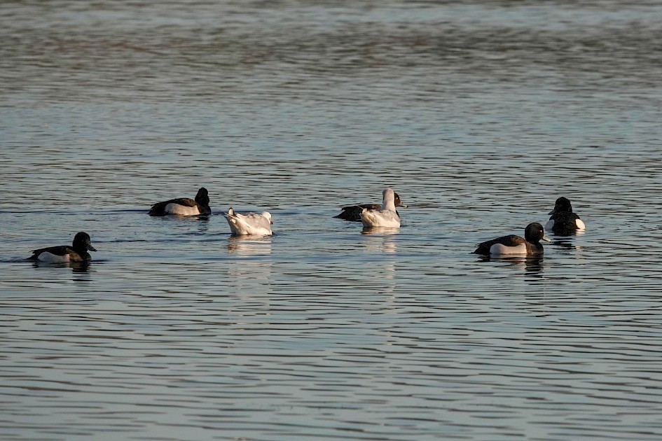 Tufted Ducks, 1/500 sec. f/5.6 , ISO 125, 220 mm