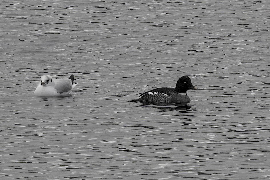 f. Goldeneye, 1/500 sec. f/5.6, ISO 500, 220 mm