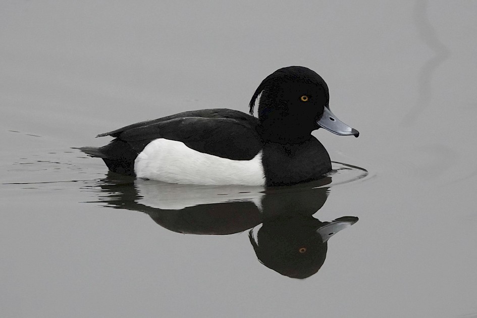Tufted Duck, 1/125sec. f/5.6, ISO 1250, 220 mm
