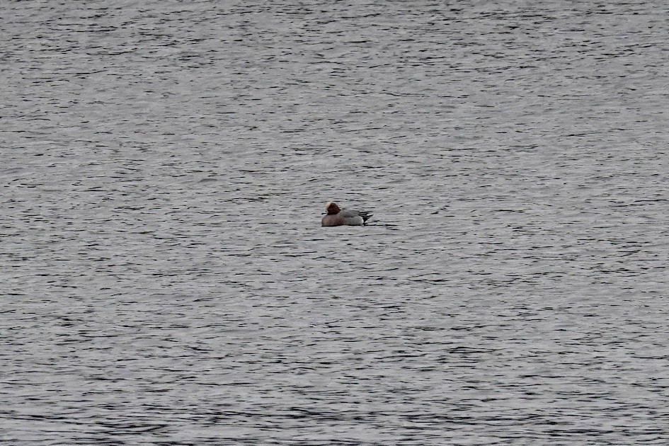 Wigeon, 1/500 sec. f/5.6, ISO 800, 220 mm