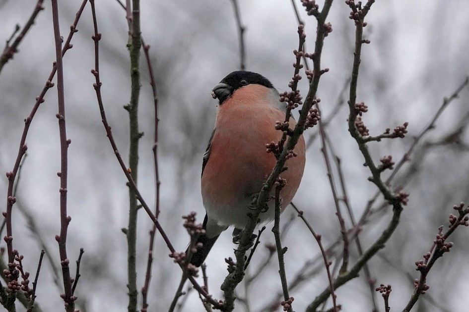 Bullfinch, 1/160 sec. f/5.6, ISO 3200, 220 mm