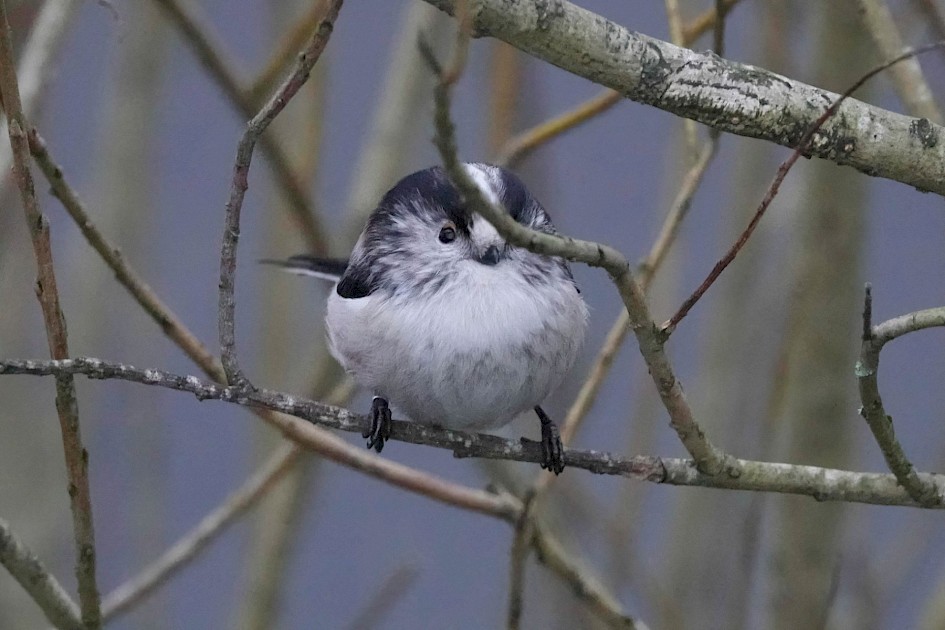 Long-tailed Tit, 1/160 sec. f/5.6, ISO 6400, 220 mm