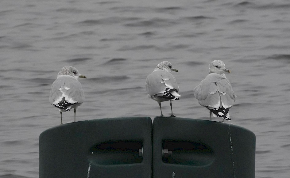 Common Gulls, 1/500 sec. f/5.6, ISO 2500, 220 mm