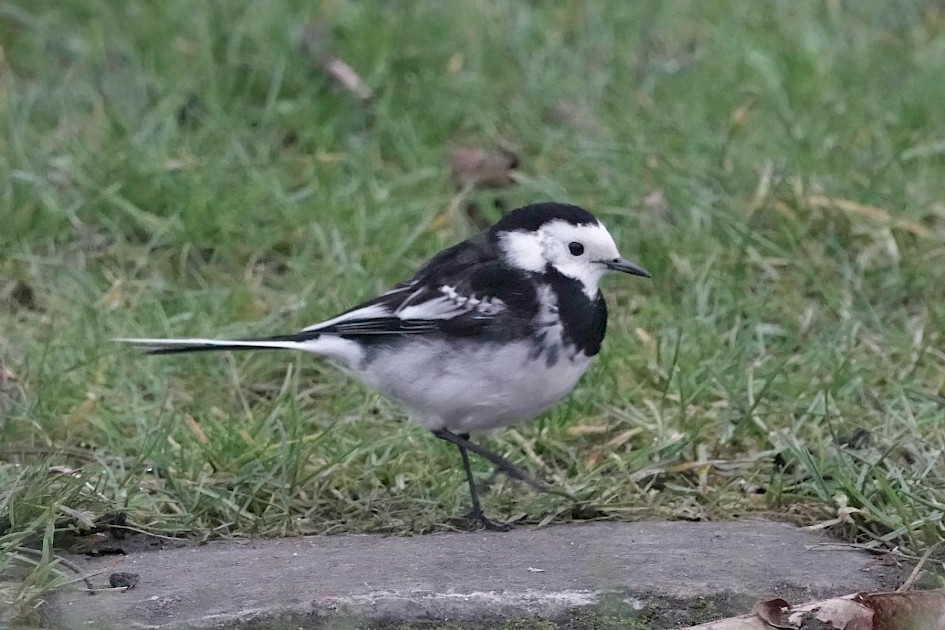 PIed Wagtail, 1/400 sec. f/5.6, ISO 6400, 220 mm