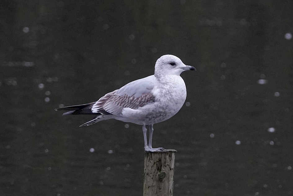 Common Gull, 1/125 sec. f/5.6, ISO1000, 220 mm