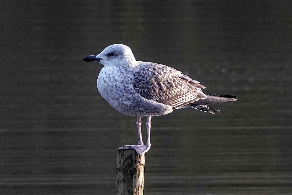 Herring Gull, 1/125 sec. f/5.6, ISO 320, 180.69 mm