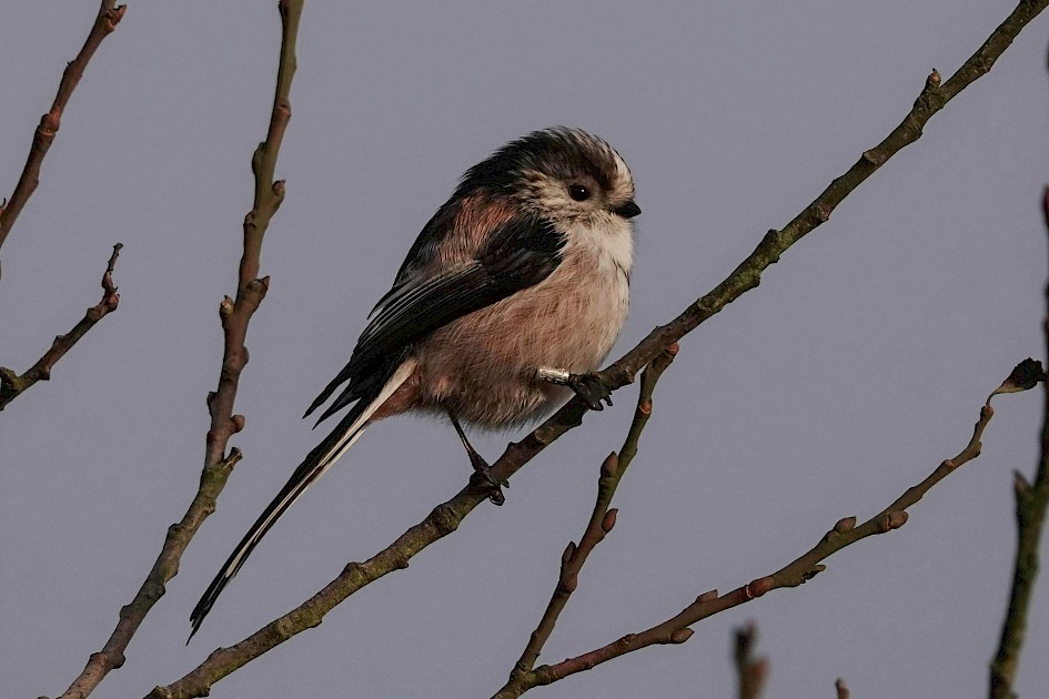 Long-tailed Tit, 1/500sec. f/5.6, ISO 320, 180.69 mm