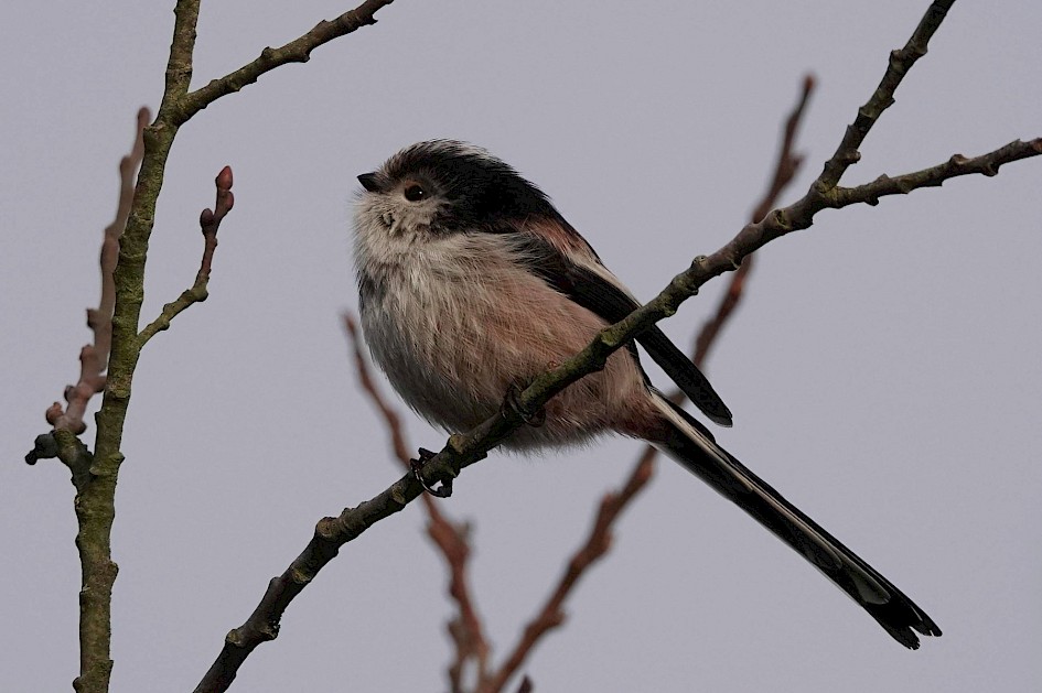 Long-tailed Tit, 1/500sec. f/5.6, ISO 500, 220 mm