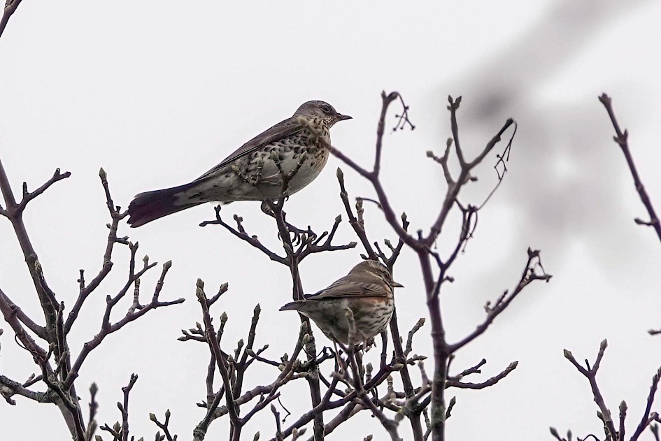 Fieldfare and Redwing, 1/250 sec. f/5.6, ISO 320, 220 mm