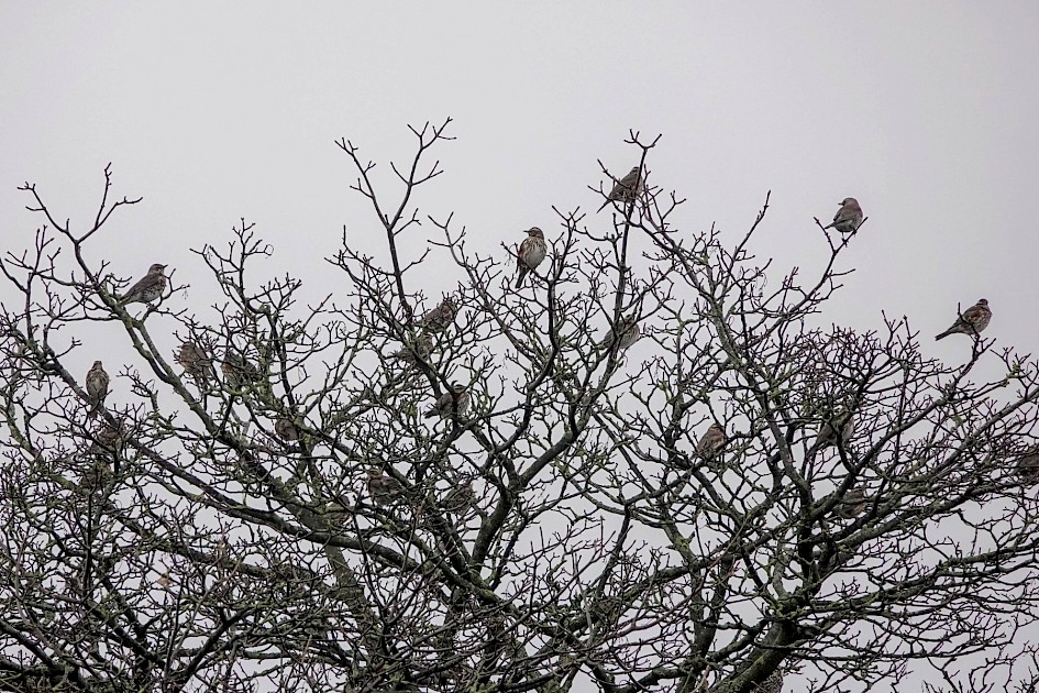 Fieldfares and Redwings, 1/250 sec. f/5.6, ISO 500, 220 mm