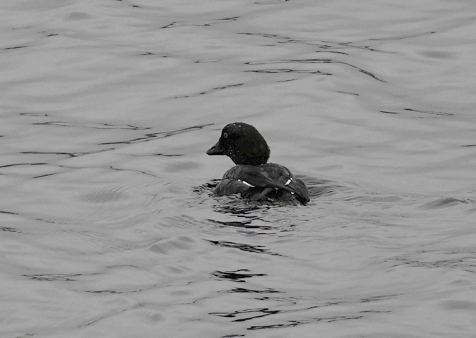 Goldeneye, 1/250 sec. f/5.6, ISO 500, 219.33 mm