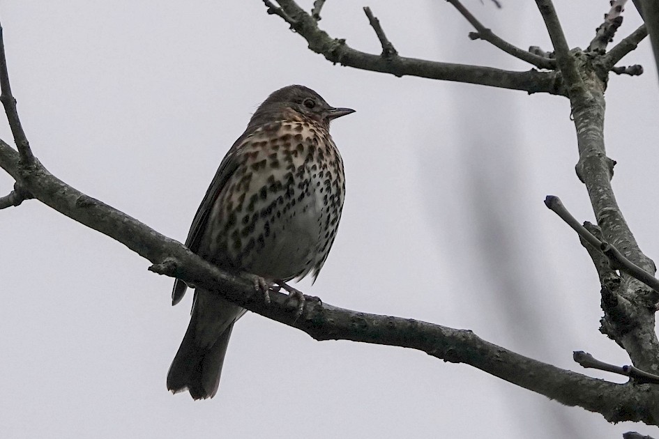 Song Thrush, 1/250 sec. f/5.6, ISO 800, 219.33 mm