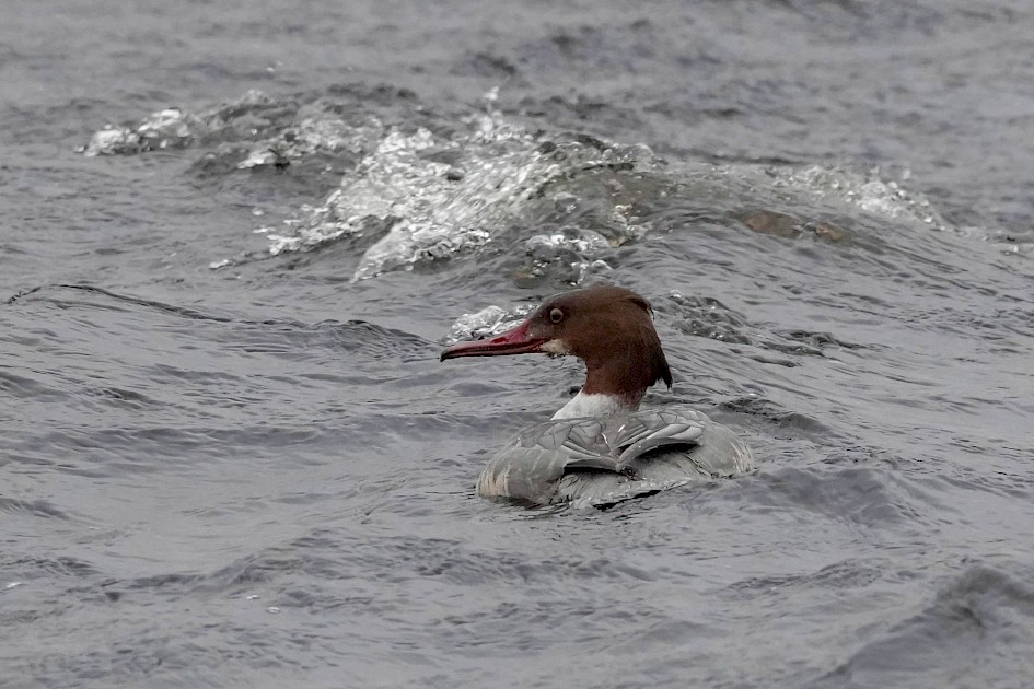 Female Goosander, 1/500 sec. f/5.6, ISO 2000, 220 mm