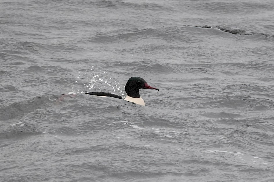 Male Goosander, 1/500 sec. f/5.6, ISO 1600, 220 mm