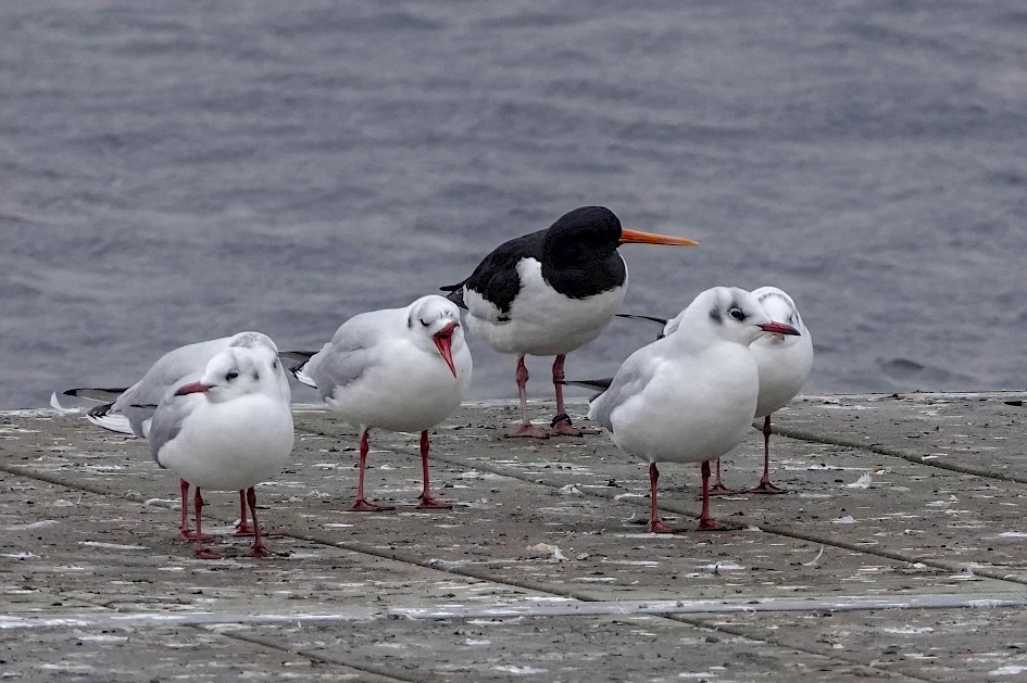 Oystercatcher, 1/250 sec. f/5.6, ISO 800, 220 mm