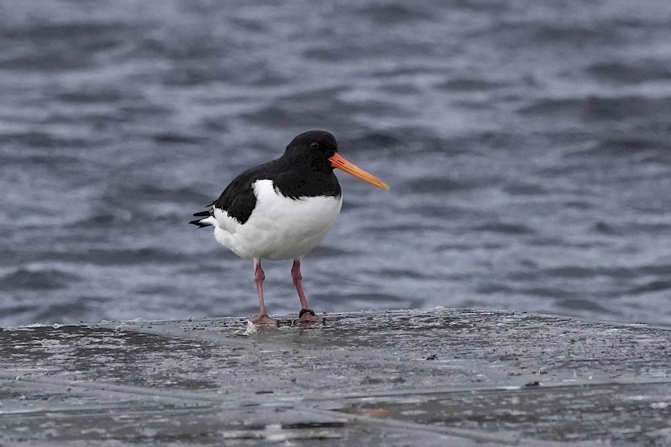 Oystercatcher, 1/500 sec. f/5.6, ISO 1600, 220 mm