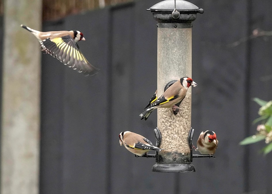 Goldfinches, 1/500 sec. f/5.6, ISO 1600, 220 mm
