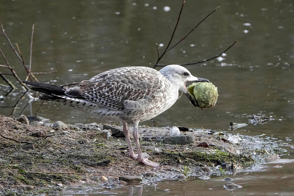 Herring Gull, 1/500 sec. f/5.6, ISO 1000, 220 mm