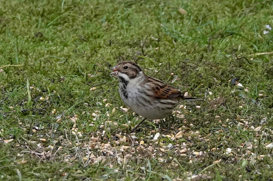 Reed Bunting, 1/500 sec. f/5.6, ISO 1000, 220 mm