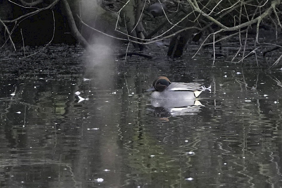 Teal, 1/500 sec. f/5.6, ISO 2000, 220 mm