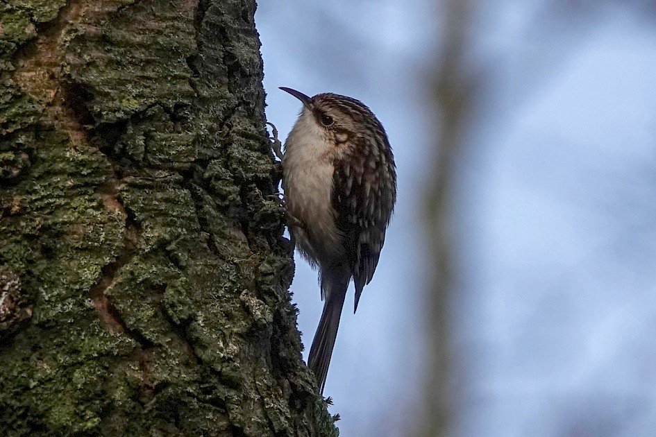 Treecreeper, 1/500 sec. f/5.6, ISO 500, 220 mm