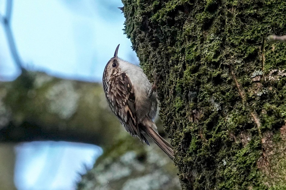 Treecreeper, 1/500 sec. f/5.6, ISO 1250, 220 mm