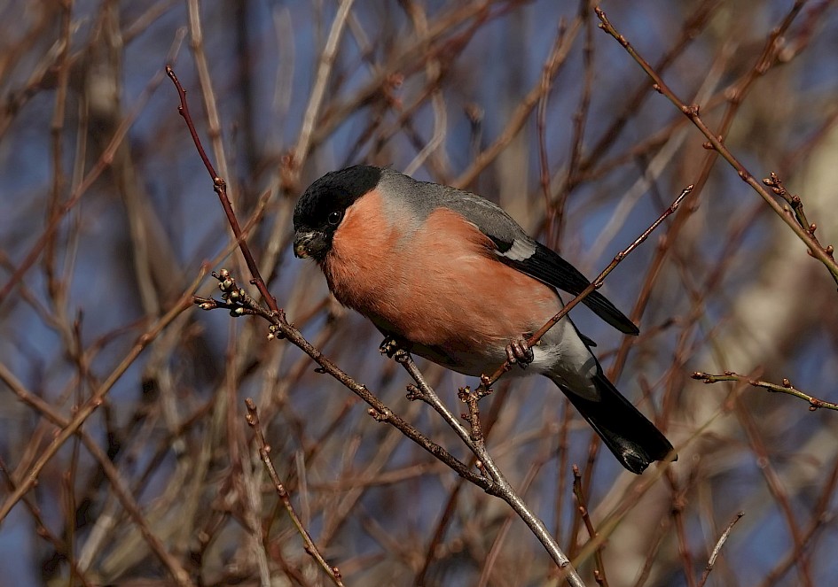Bullfinch, 1/500 sec. f/5.6, ISO 200, 220 mm
