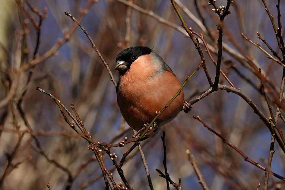 Bullfinch, 1/500 sec. f/5.6, ISO 250, 220 mm