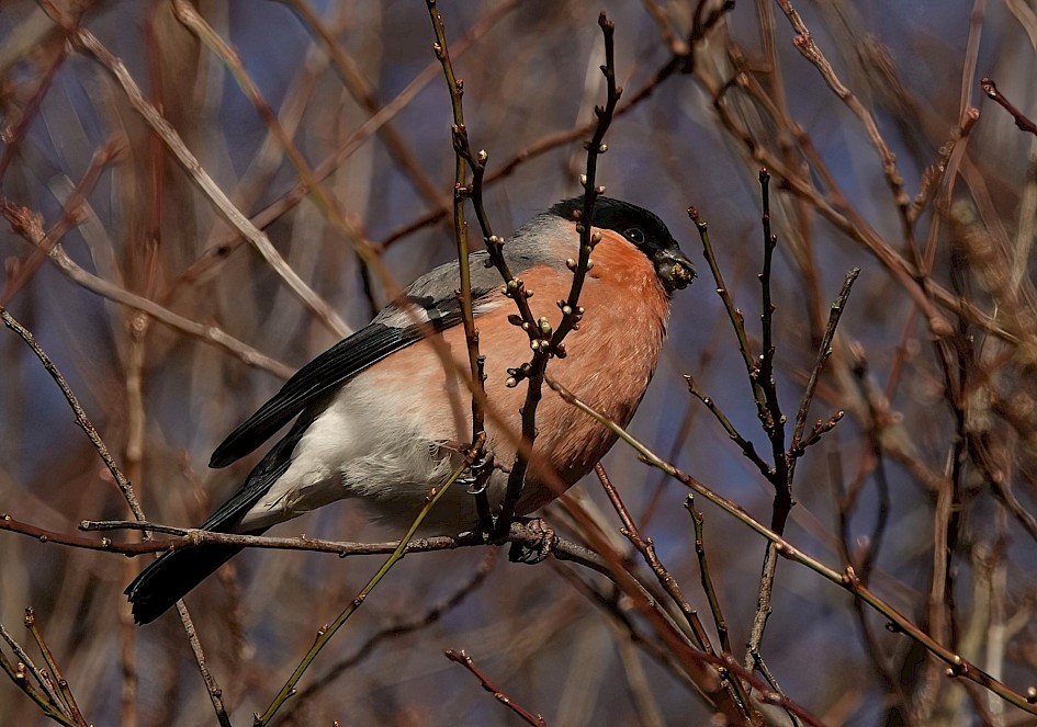 Bullfinch, 1/500 sec. f/5.6, ISO 250, 220 mm