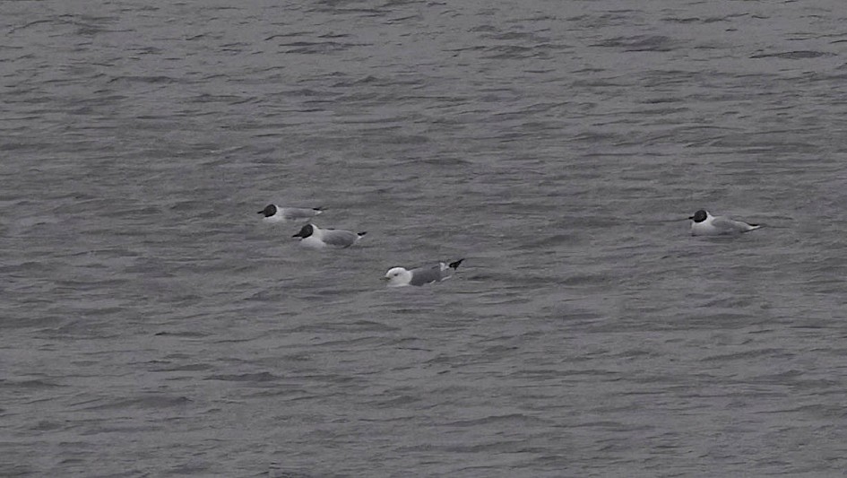 Kittiwake