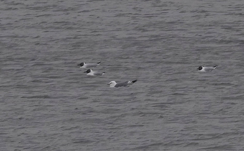 Kittiwake