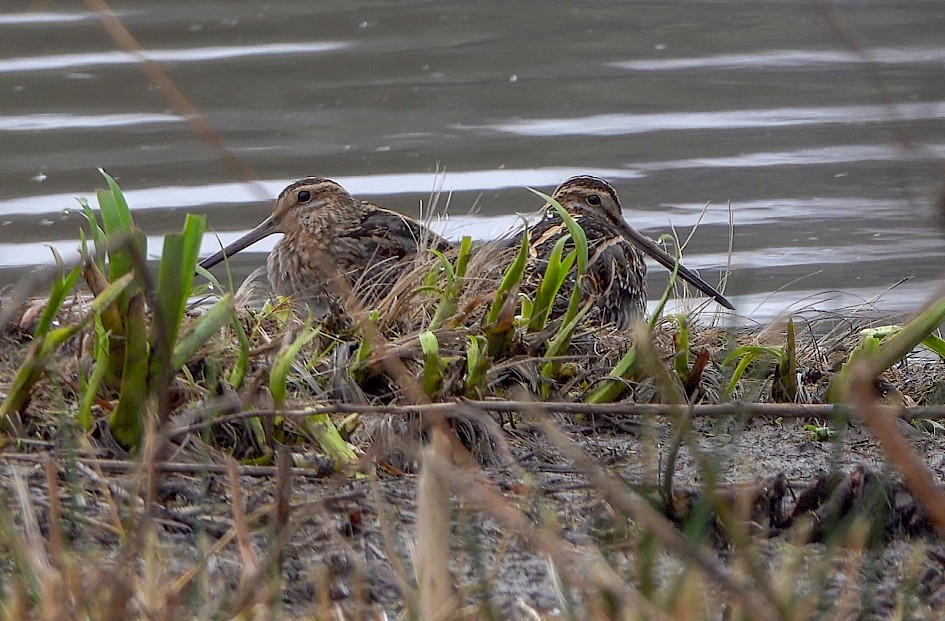 Snipe, videograb
