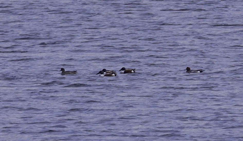 Shoveler (and Wigeon) - video screengrab