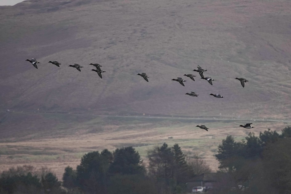 Wigeon, 1/1000 sec. f/4, ISO100, 220 mm