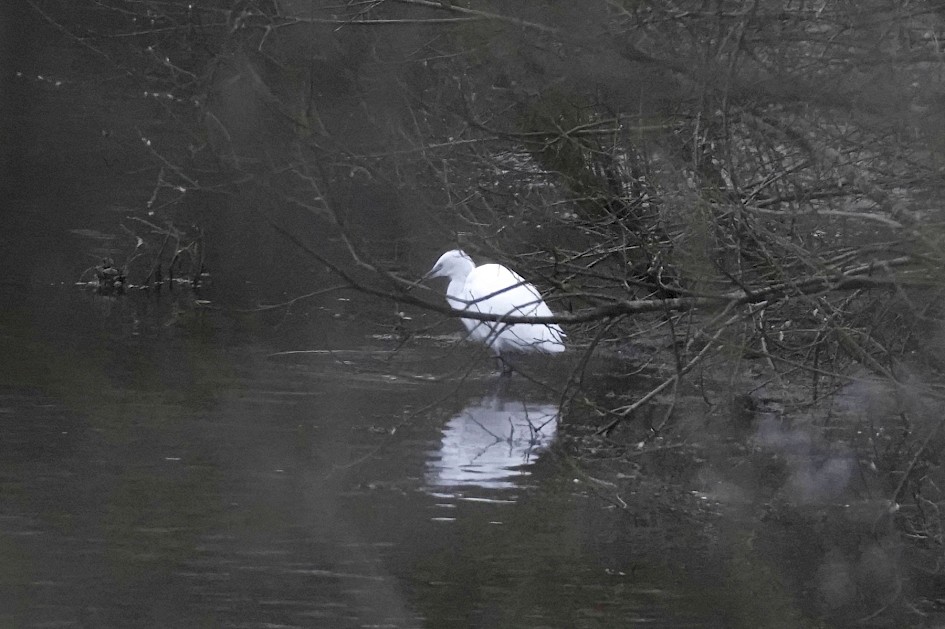 Little Egret