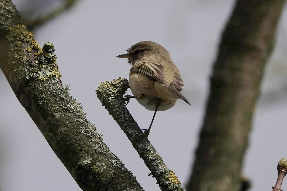 1/2500 sec. f/4, ISO 100 220 mm
