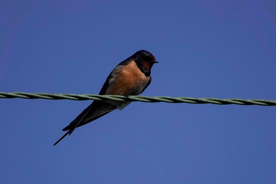 Swallow, 1/1000 sec. f/4, ISO 160 220 mm