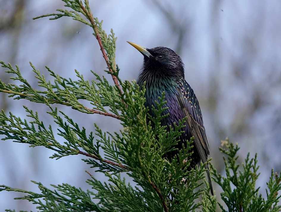 Starling