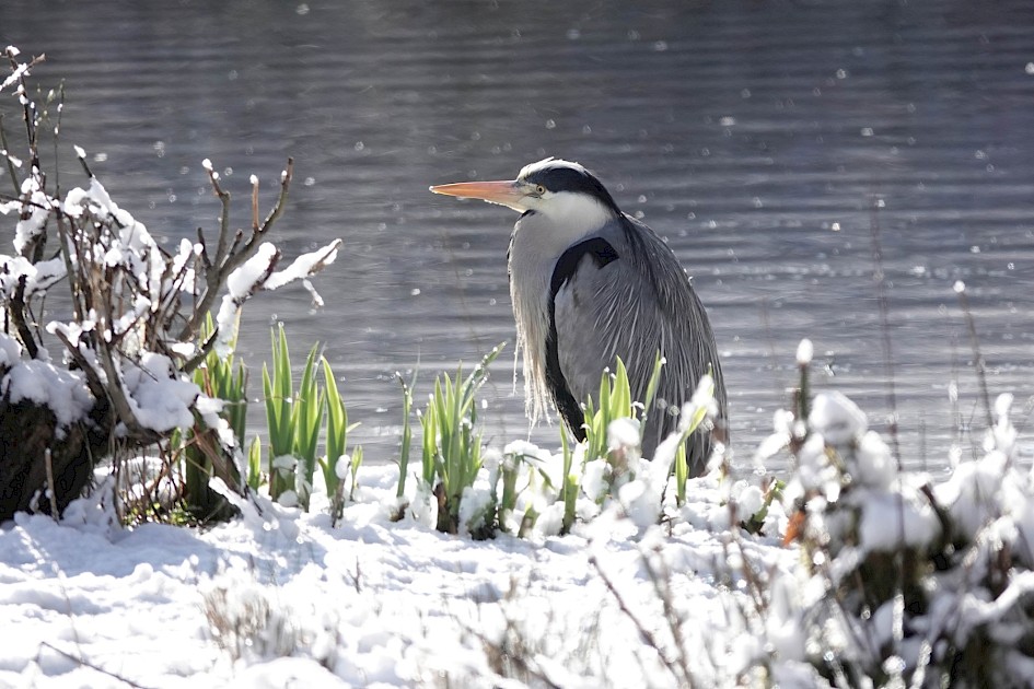 Grey Heron