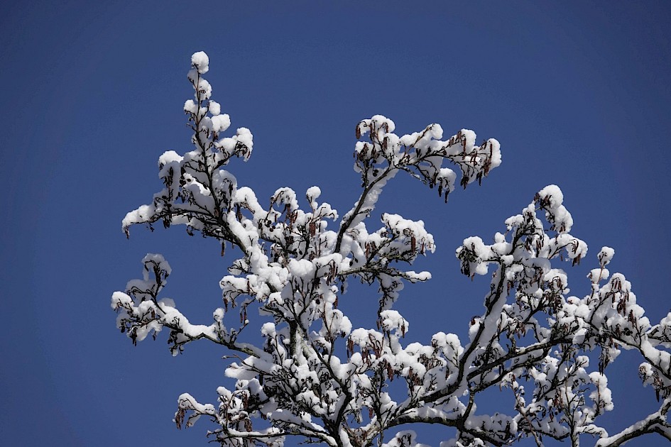 Snow