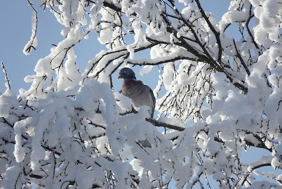 Woodpigeon