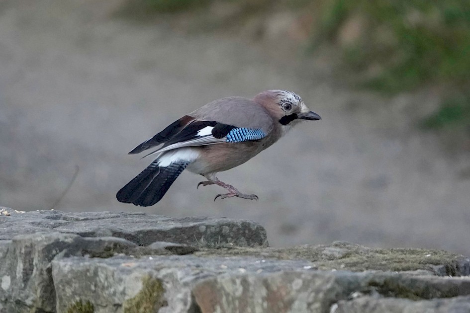 Jay