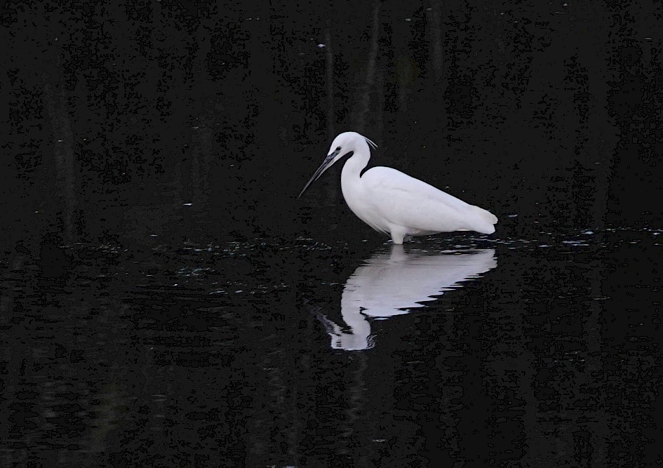 Little Egret